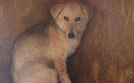 Cambera sucht empathische Menschen