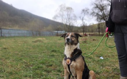 Traumhündin Celeste