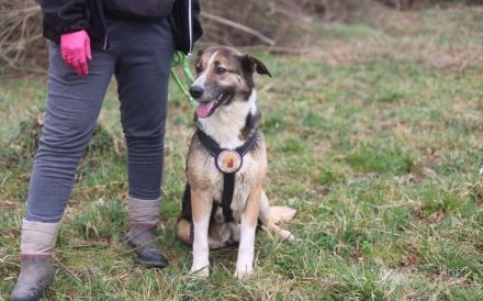 Traumhündin Celeste