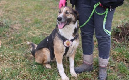 Traumhündin Celeste