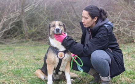 Traumhündin Celeste