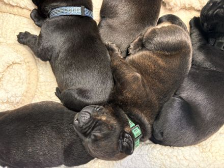 Wunderschöne Labrador-Staffordshire Welpen