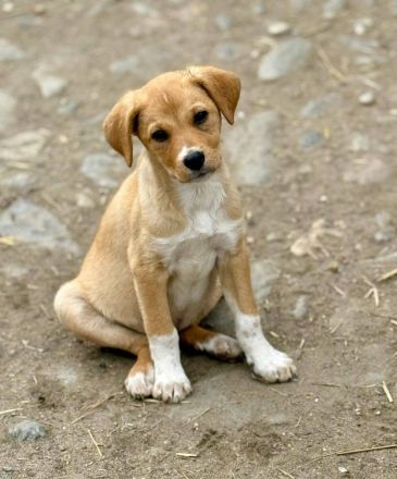 Schnapsi, ein lieber, freundlicher Kerl, sucht seine Familie