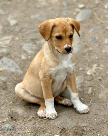 Schnapsi, ein lieber, freundlicher Kerl, sucht seine Familie