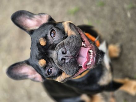 Wilma (alternativ bulldogge)