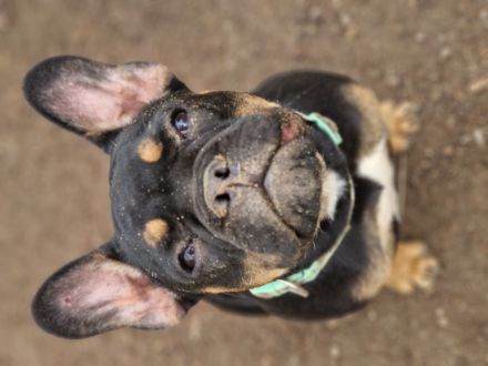 Wilma (alternativ bulldogge)