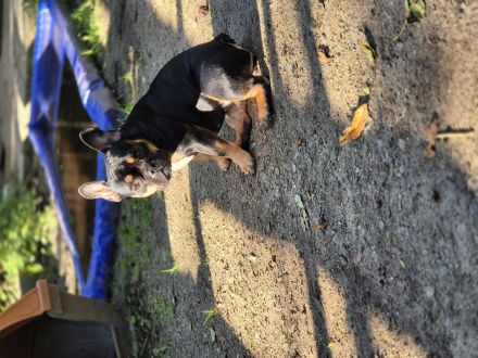 Wilma (alternativ bulldogge)