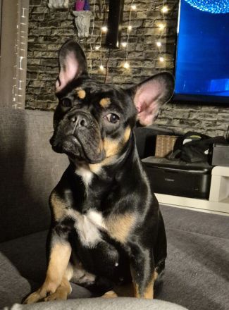 Wilma (alternativ bulldogge)