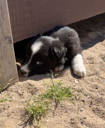 Supersüsse Australian Shepherd Welpen suchen zum 05.05.2026 ein Zuhause