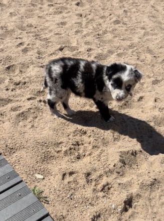 Supersüsse Australian Shepherd Welpen suchen zum 05.05.2026 ein Zuhause