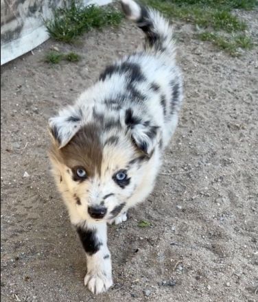 Supersüsse Australian Shepherd Welpen suchen zum 05.05.2026 ein Zuhause