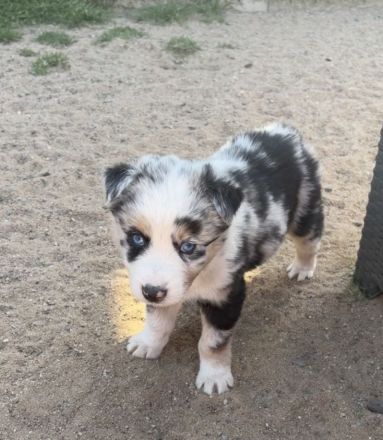 Supersüsse Australian Shepherd Welpen suchen zum 05.05.2026 ein Zuhause
