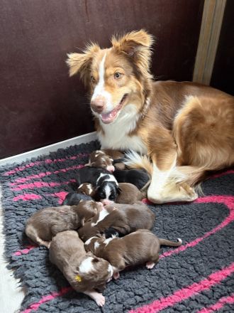 10 Australian Shepherd Welpen suchen zum 23.06.2026 ihr für-immer-Zuhause