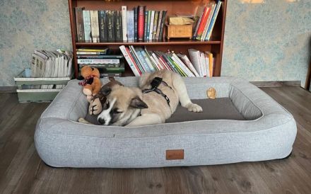 Viola sucht ein ländliches Zuhause