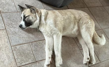 Viola sucht ein ländliches Zuhause