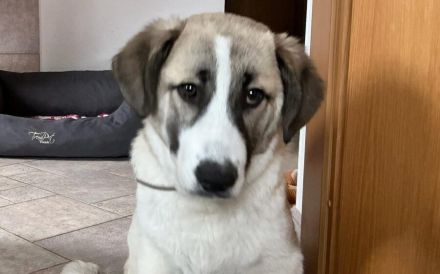 Viola sucht ein ländliches Zuhause