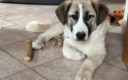 Viola sucht ein ländliches Zuhause