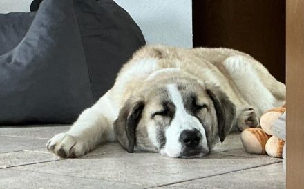 Viola sucht ein ländliches Zuhause