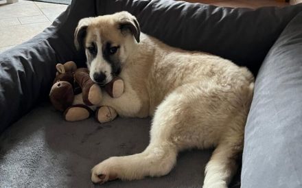 Viola sucht ein ländliches Zuhause