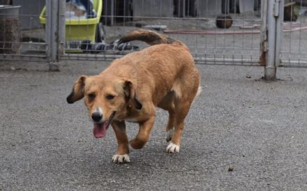 Ginger - klein und freundlich