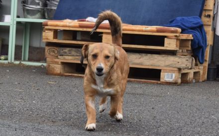 Ginger - klein und freundlich