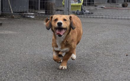 Ginger - klein und freundlich