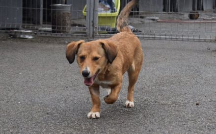 Ginger - klein und freundlich