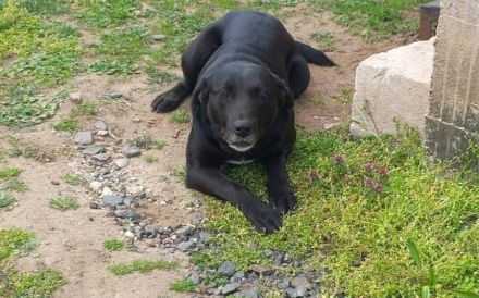 Delany liebt Menschen