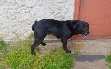 Delany liebt Menschen