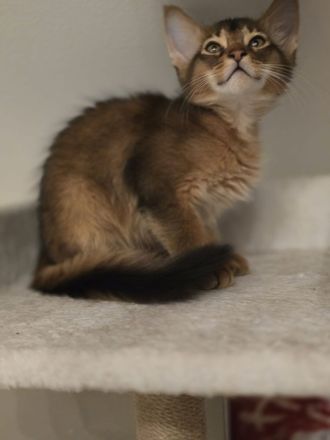 Wunderschöne Somli Kitten