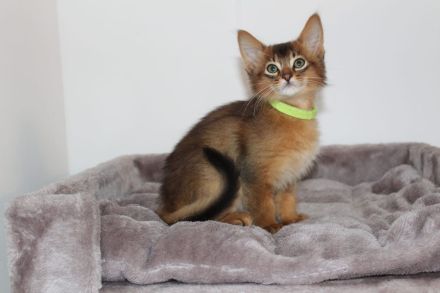 Wunderschöne Somli Kitten