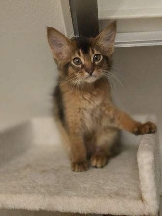 Wunderschöne Somli Kitten