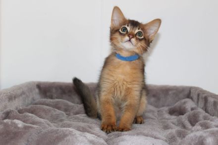 Wunderschöne Somli Kitten