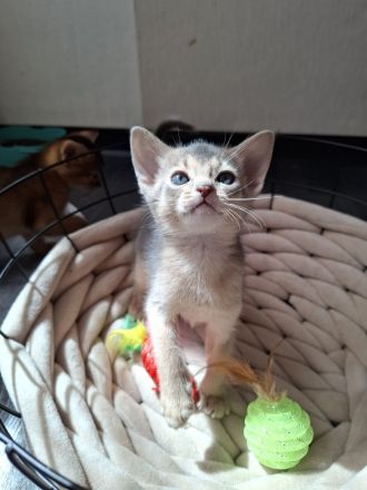 Bezaubernde Abessinier Kitten in blue