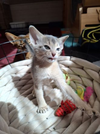 Bezaubernde Abessinier Kitten in blue