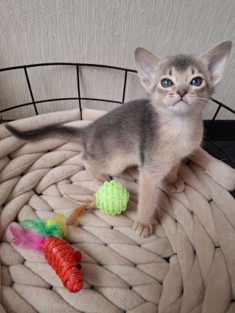 Bezaubernde Abessinier Kitten in blue