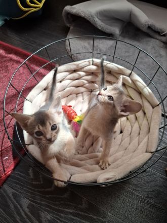 Bezaubernde Abessinier Kitten in blue