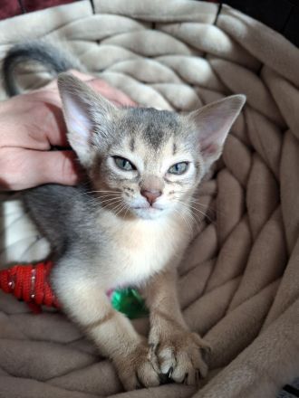 Bezaubernde Abessinier Kitten in blue