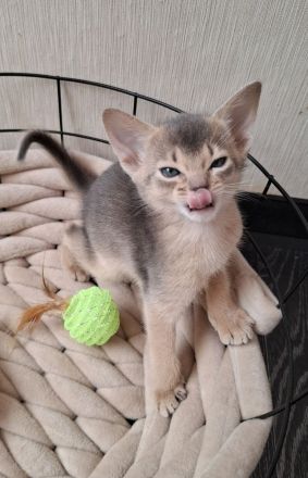 Bezaubernde Abessinier Kitten in blue