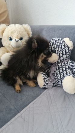 Süsser Pomerian Zwergspitz Welpe