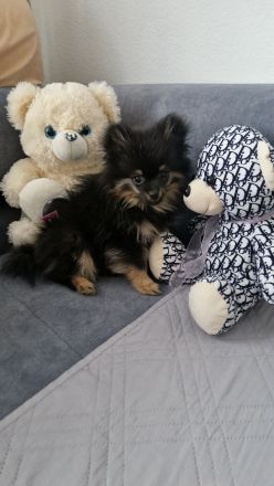 Süsser Pomerian Zwergspitz Welpe