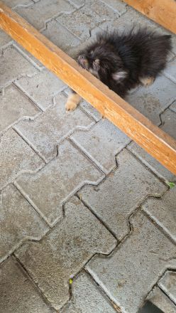 Süsser Pomerian Zwergspitz Welpe