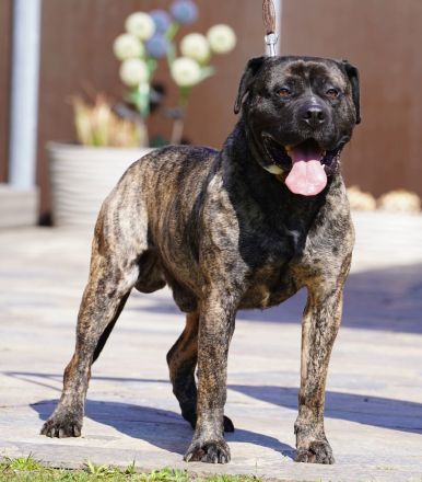 Presa Canario gegen Schutzgebühr abzugeben.