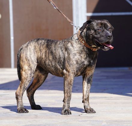 Presa Canario gegen Schutzgebühr abzugeben.