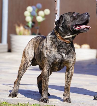 Presa Canario gegen Schutzgebühr abzugeben.