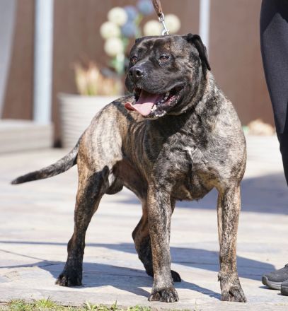 Presa Canario gegen Schutzgebühr abzugeben.