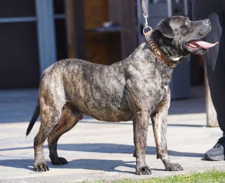 Presa Canario gegen Schutzgebühr abzugeben.