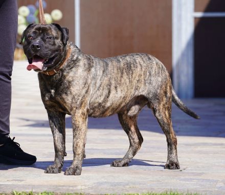 Presa Canario gegen Schutzgebühr abzugeben.