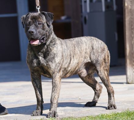 Presa Canario gegen Schutzgebühr abzugeben.