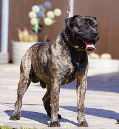 Presa Canario gegen Schutzgebühr abzugeben.